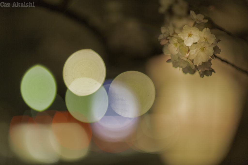 弘前城夜桜その７