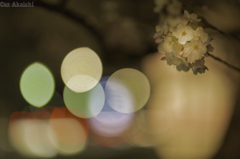 弘前城夜桜その７