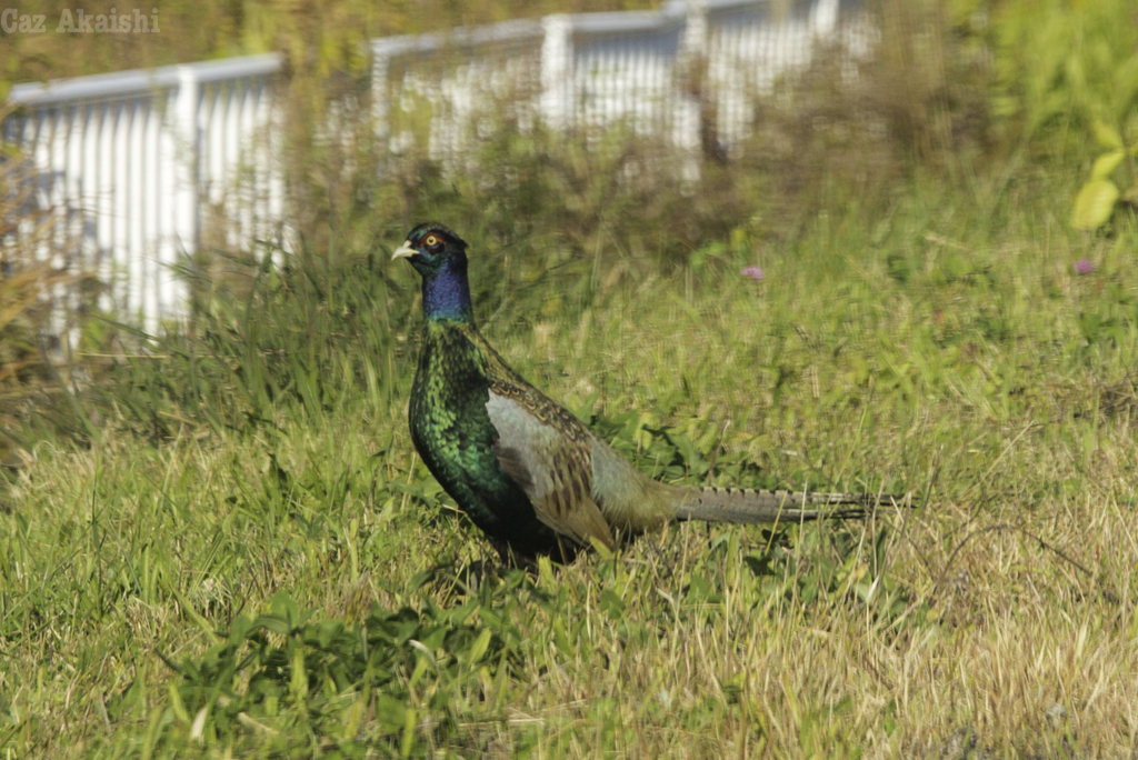キジ若鳥その１