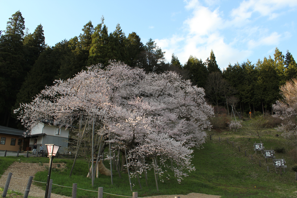 臥龍桜