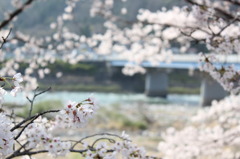 長良川・春景