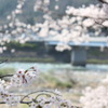 長良川・春景