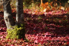 レッドカーペット