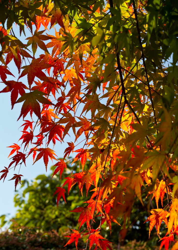 秋の七色