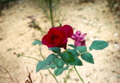 華