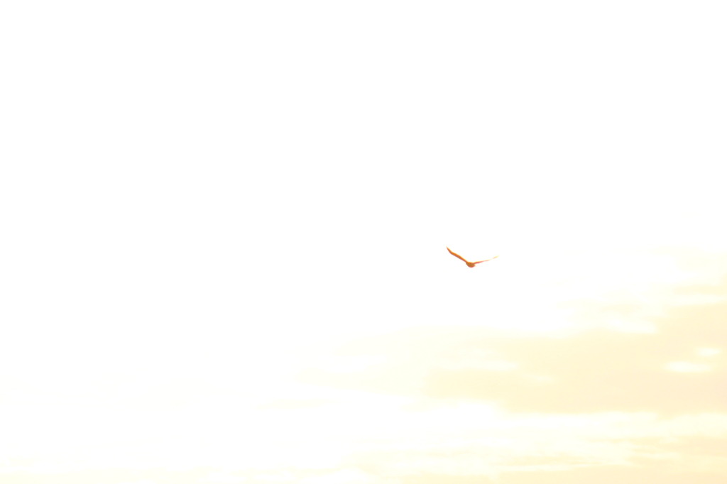 空を翔て