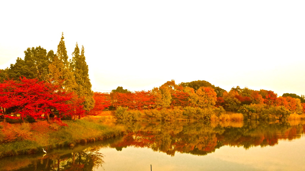 colored leaves