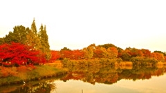 colored leaves