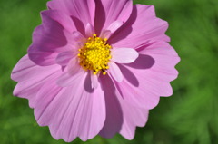 cosmos