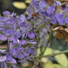 紫陽花ばっか