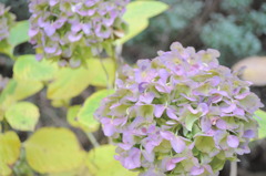 秋の紫陽花