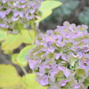 秋の紫陽花