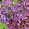 秋なのに紫陽花