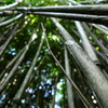 竹林