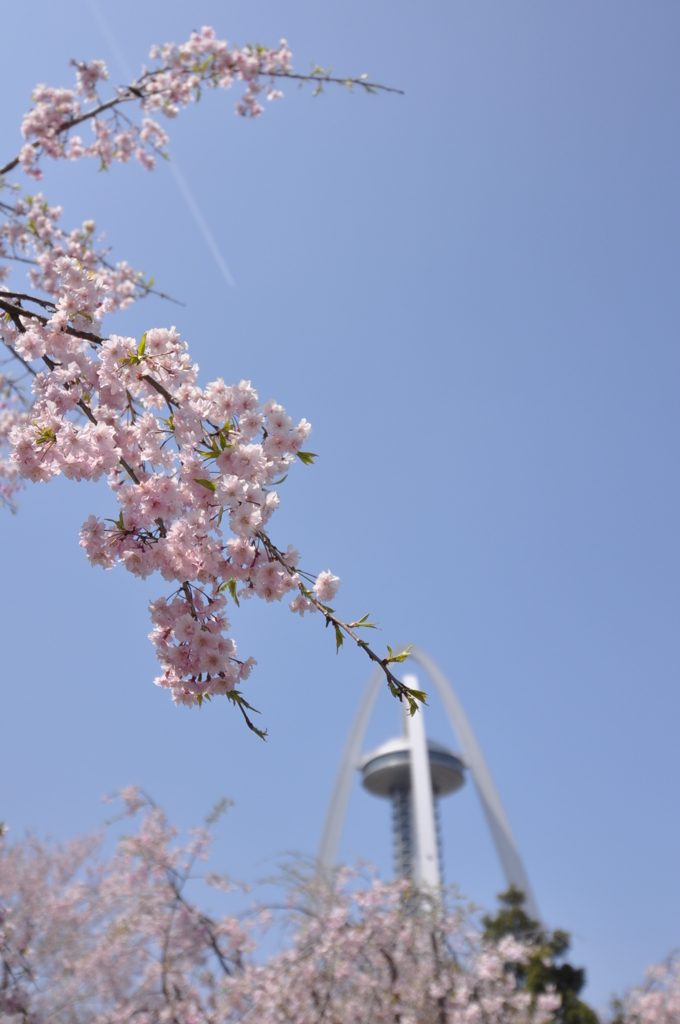 138SAKURA