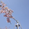 138SAKURA