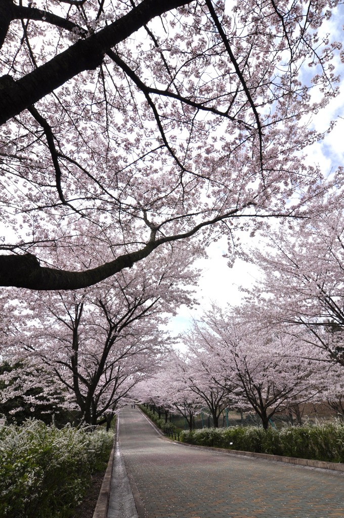 桜舞い散る
