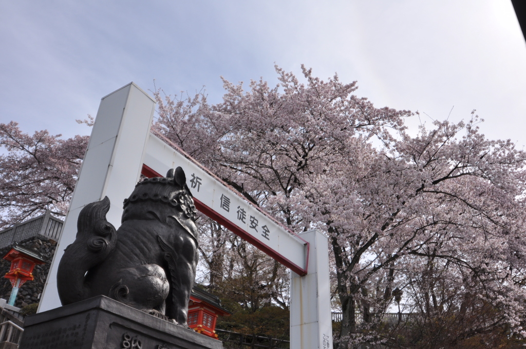 見上げるSAKURA