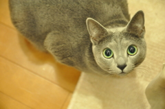 はなみあげる