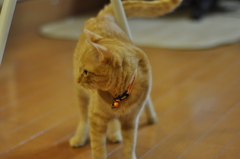 ちびさくてき