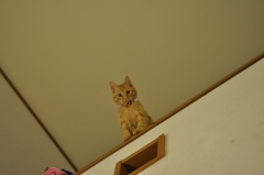 ちびみおろす