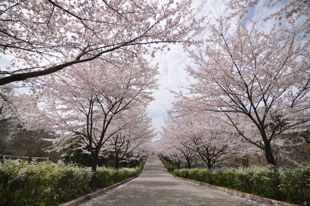 桜並木