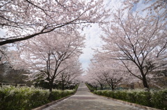 桜並木