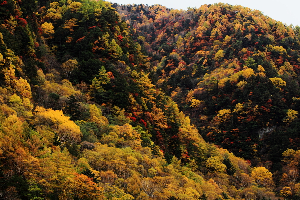 满山尽是黄金秋