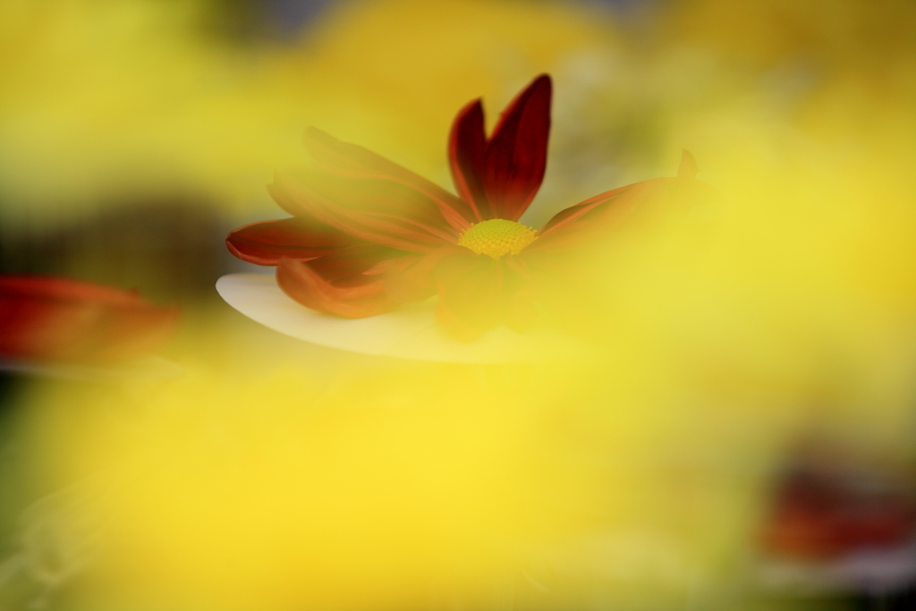 隠れる菊の妖艶