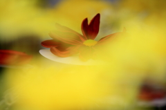 隠れる菊の妖艶