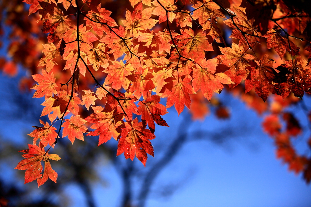 紅葉