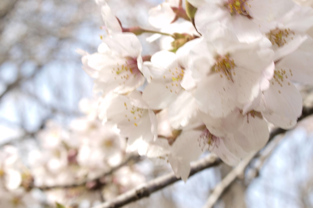 桜の花