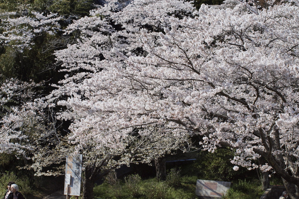 桜の雨、いつか・・・。