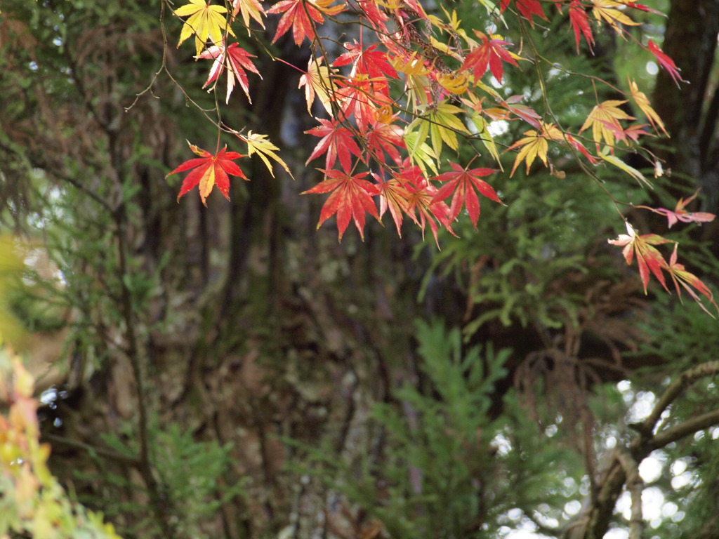 紅葉
