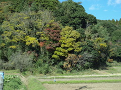 赤、黄、緑のコントラスト