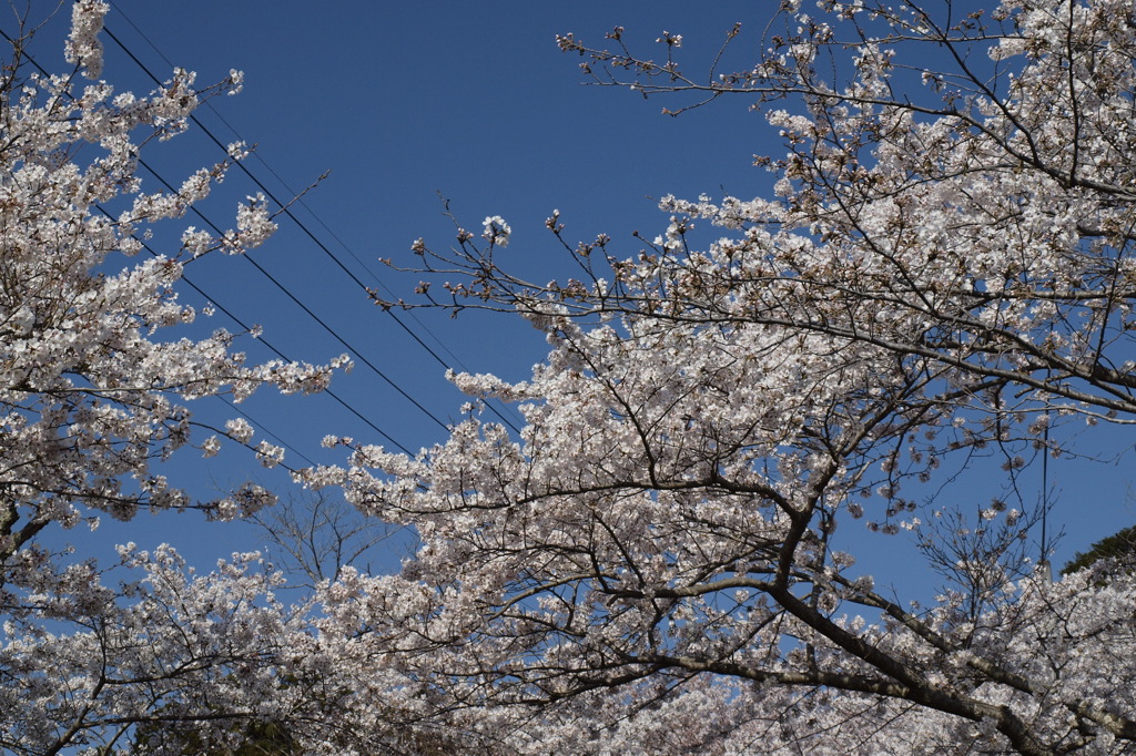 青空と桜