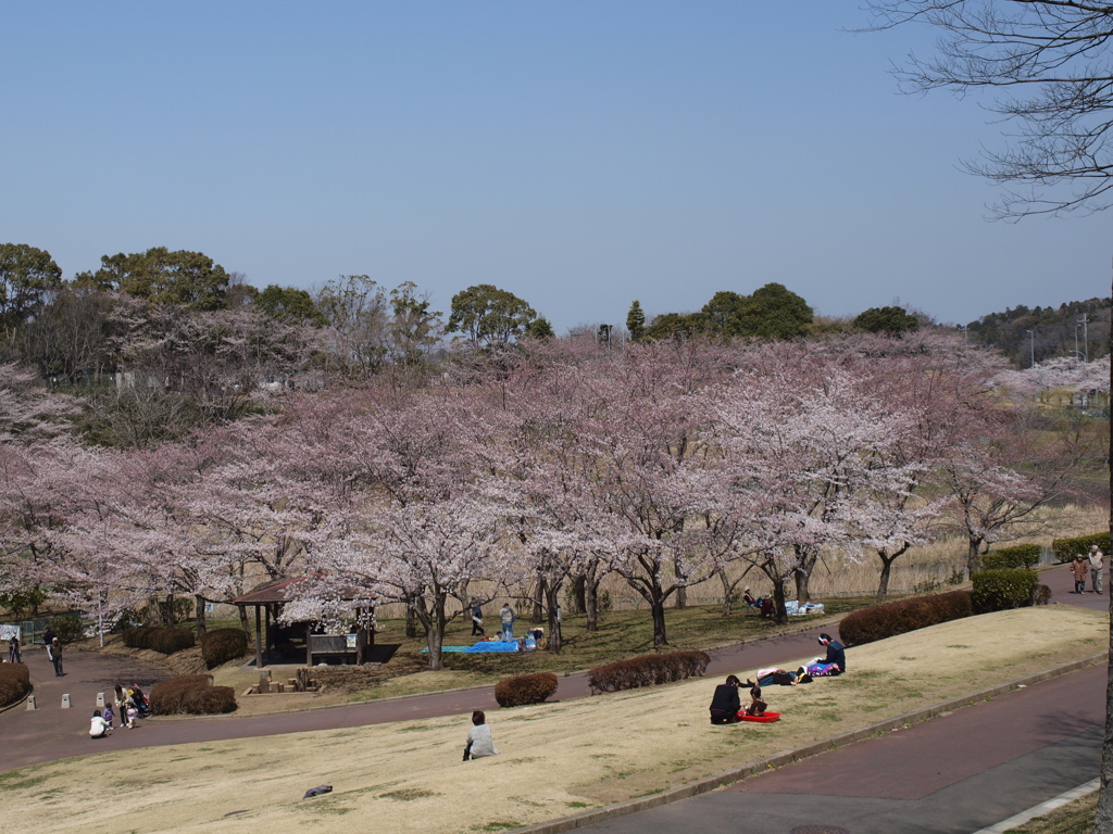 お花見