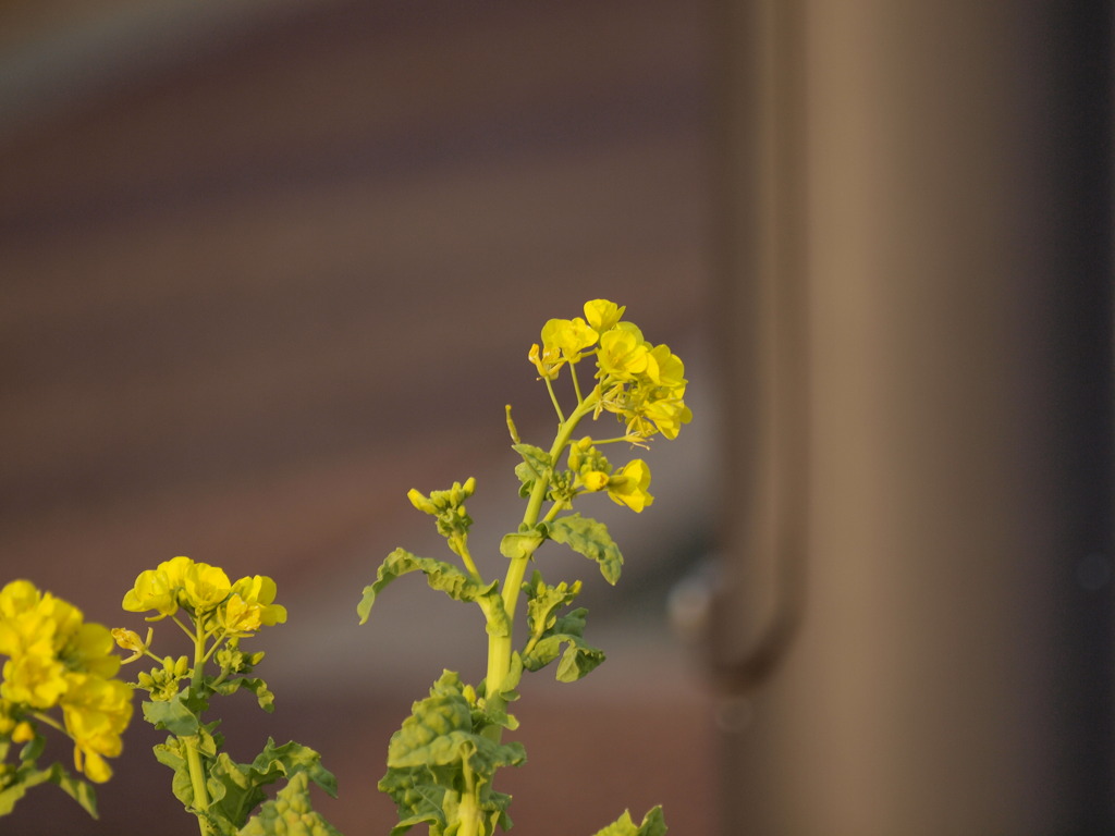 季節外れの菜の花