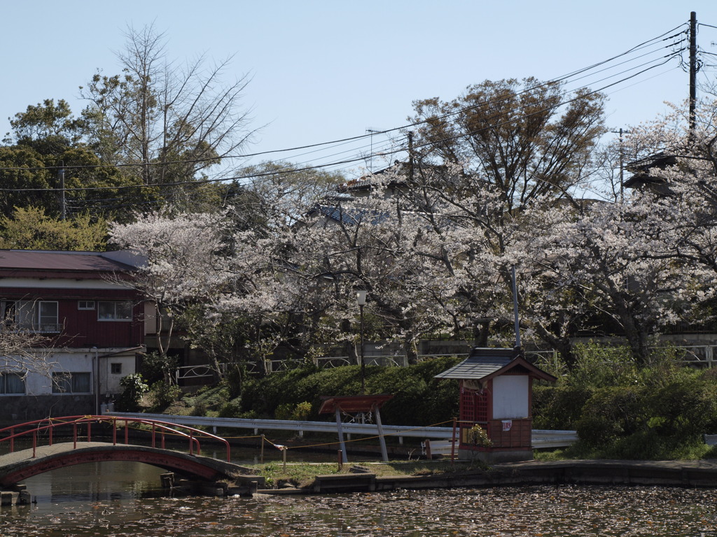 池端の桜_1