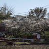 池端の桜_1