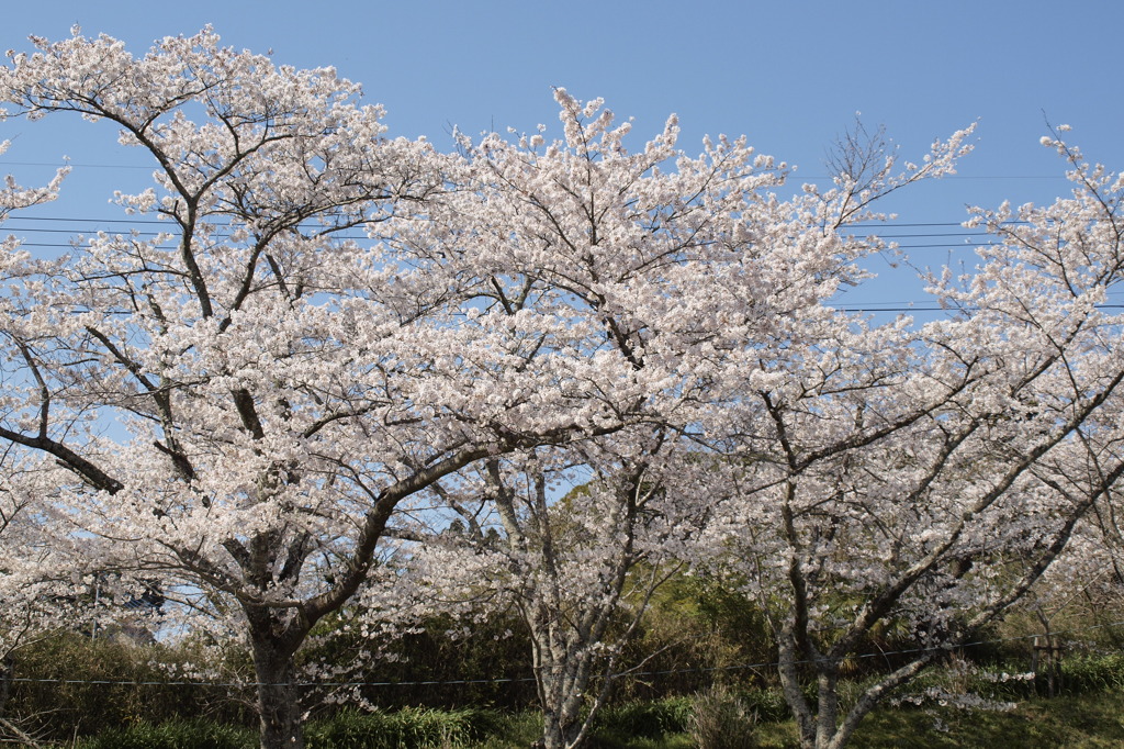 桜のみた青空