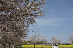 散る桜と満開の菜の花