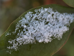 粉雪