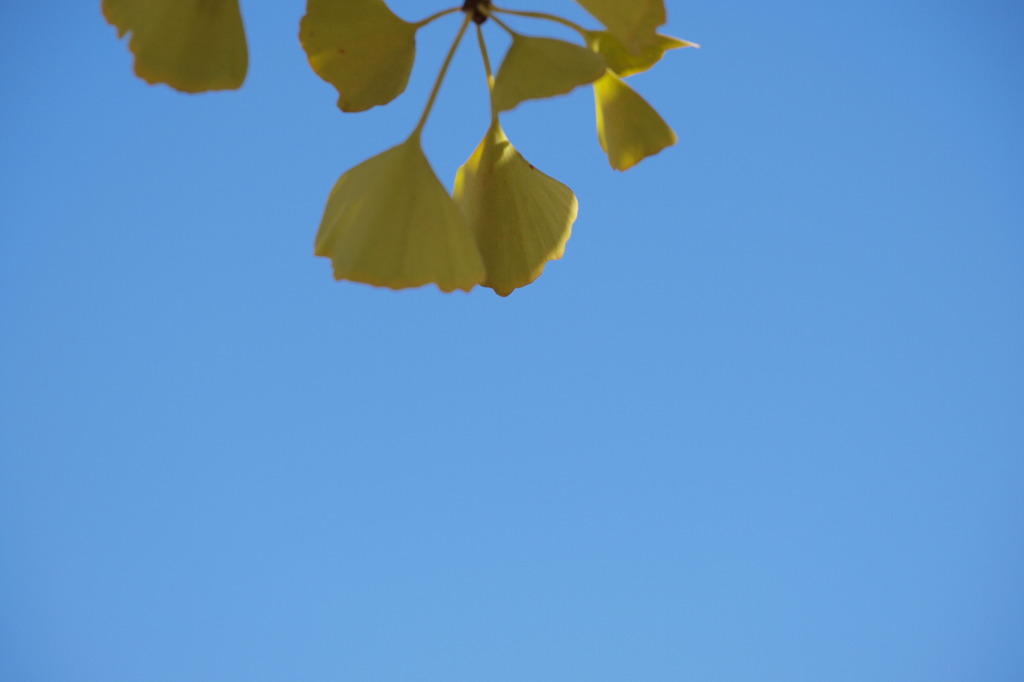 イチョウと青空