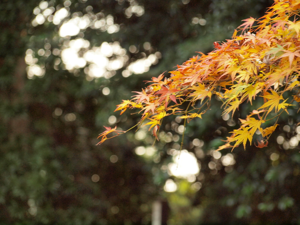 晩秋の紅葉