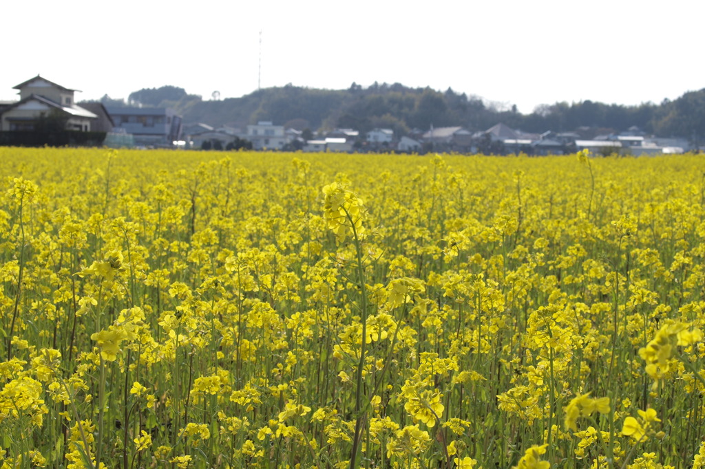 菜の花畑