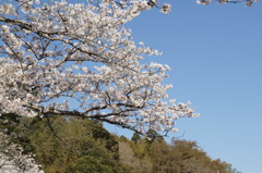 青空と桜