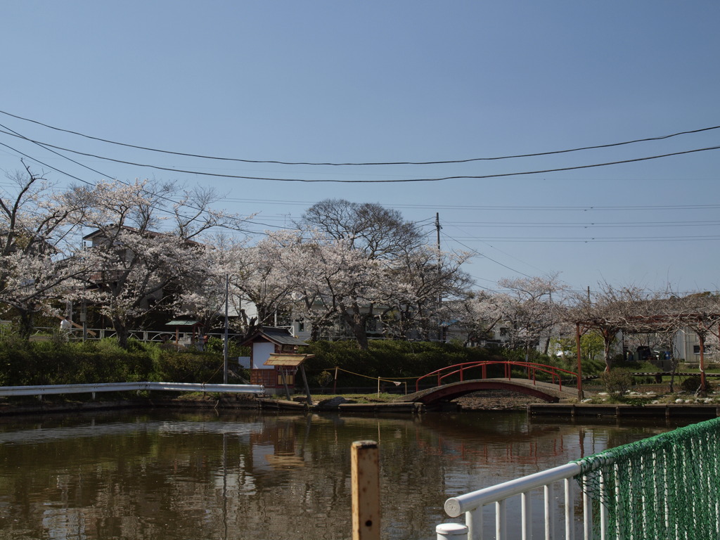 池端の桜_2