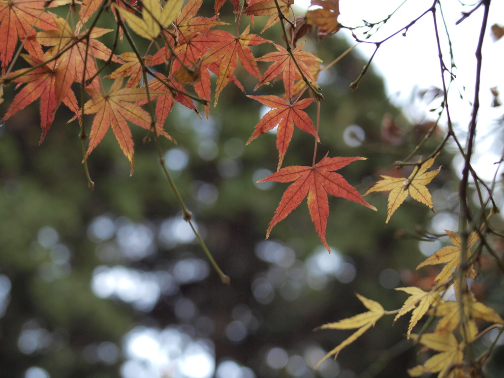 紅葉
