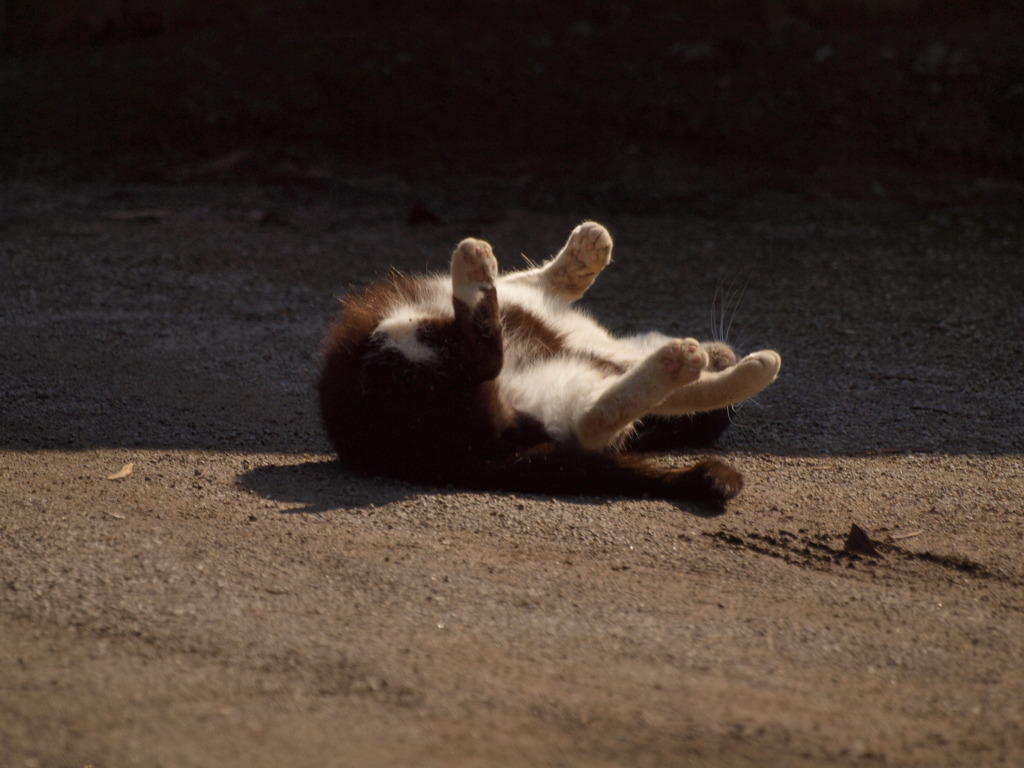 タミフルキャット